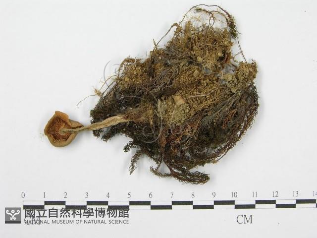 登錄號:F0013316藏品圖，第1張