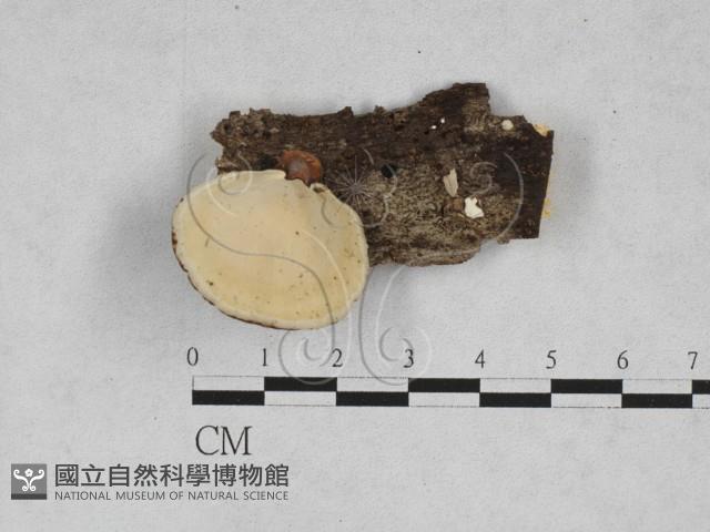 相鄰小孔菌藏品圖，第1張