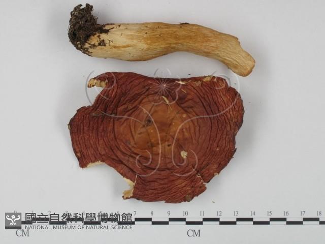 登錄號:F0008256藏品圖，第1張