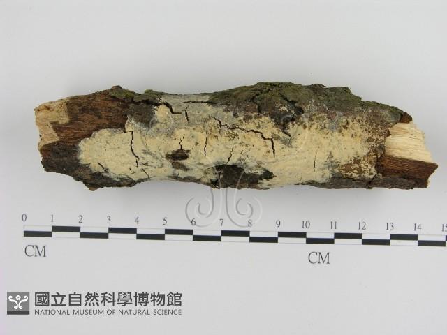 登錄號:F0000256藏品圖，第1張