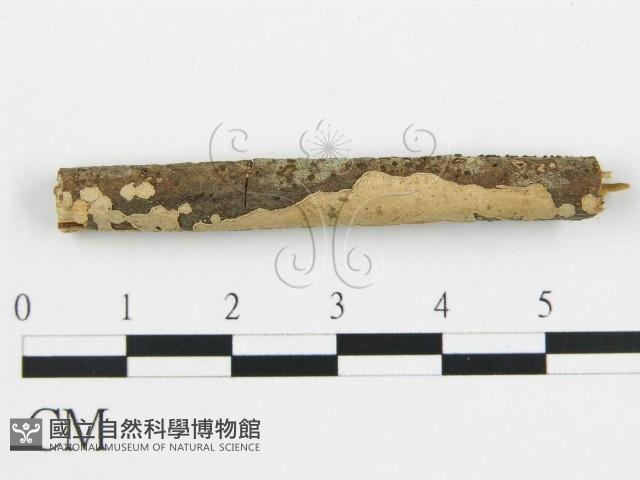 盤革菌屬藏品圖，第3張