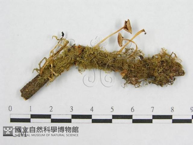 盔孢傘屬藏品圖，第1張