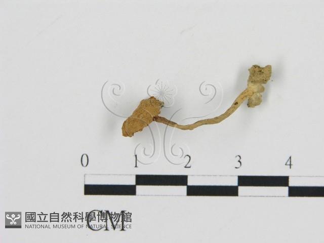 登錄號:F0011256藏品圖，第1張