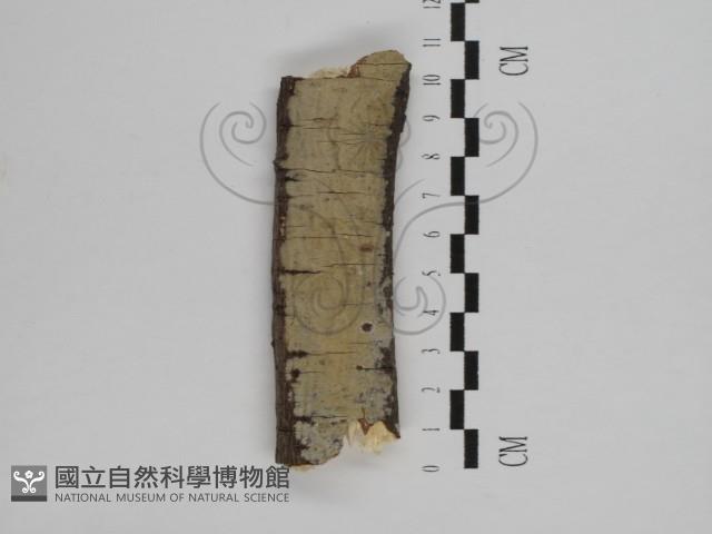 刺皮菌屬藏品圖，第1張
