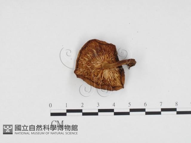 登錄號:F0024256藏品圖，第1張