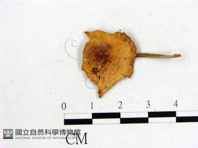 登錄號:F0022256藏品圖，第1張