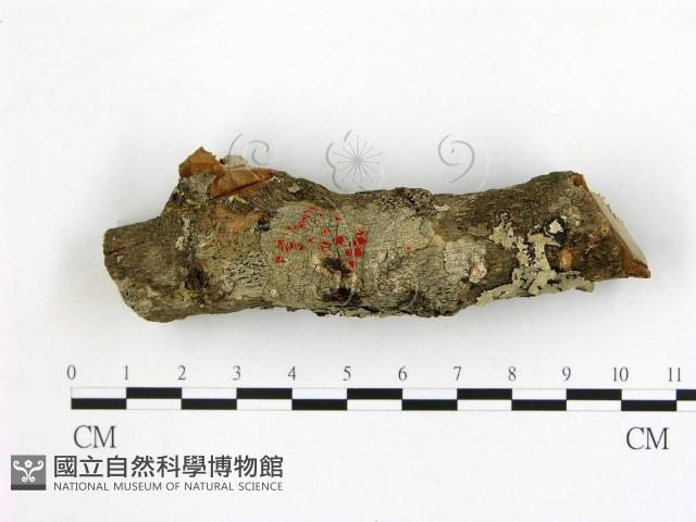 登錄號:F0012256藏品圖，第1張