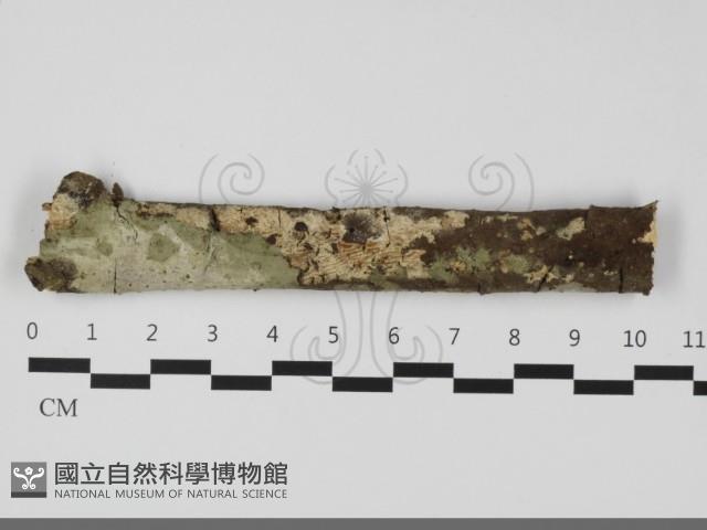 絲齒菌屬藏品圖，第1張
