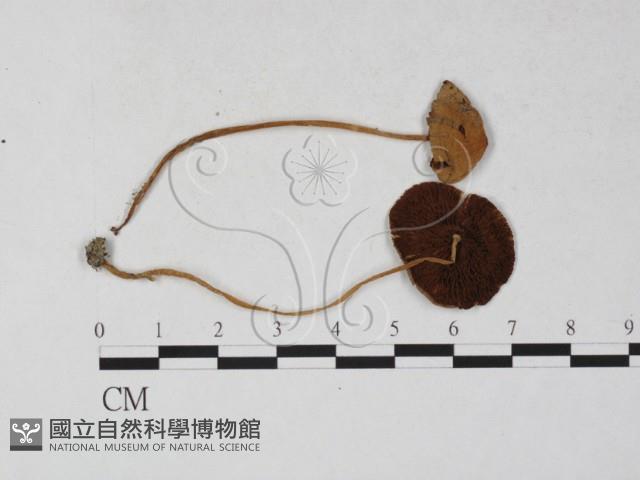 登錄號:F0027256藏品圖，第1張