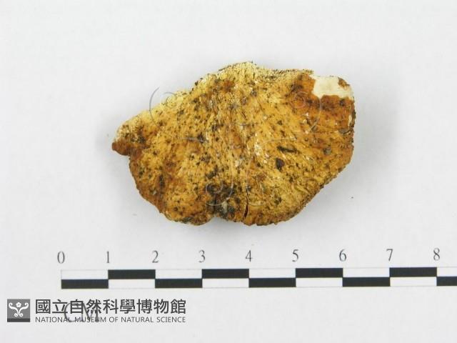 登錄號:F0007256藏品圖，第1張