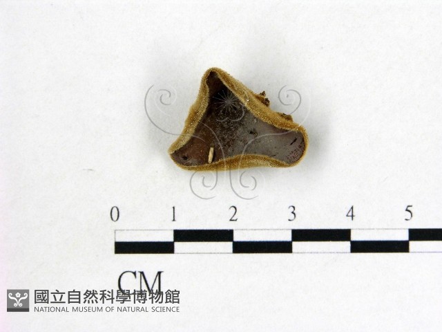 毛木耳藏品圖，第1張