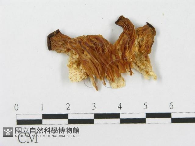 登錄號:F0015256藏品圖，第1張