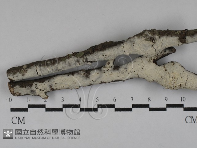 剛毛絲皮菌藏品圖，第1張