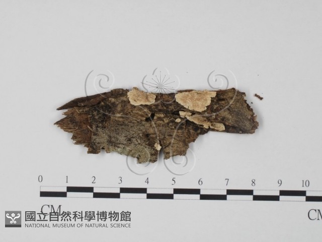 齒耳菌屬藏品圖，第1張