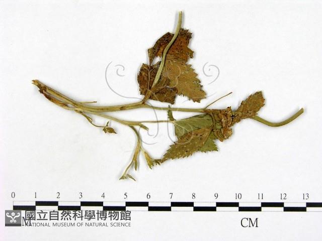 登錄號:F0019256藏品圖，第1張