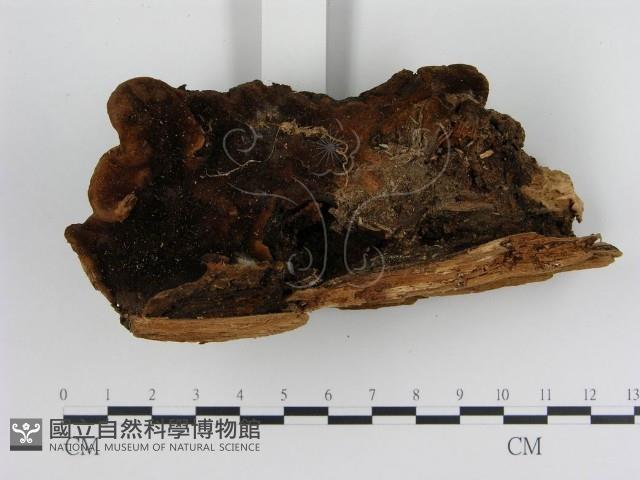 登錄號:F0013256藏品圖，第1張