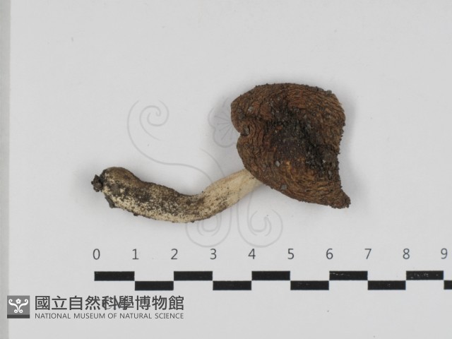 紅菇屬藏品圖，第1張