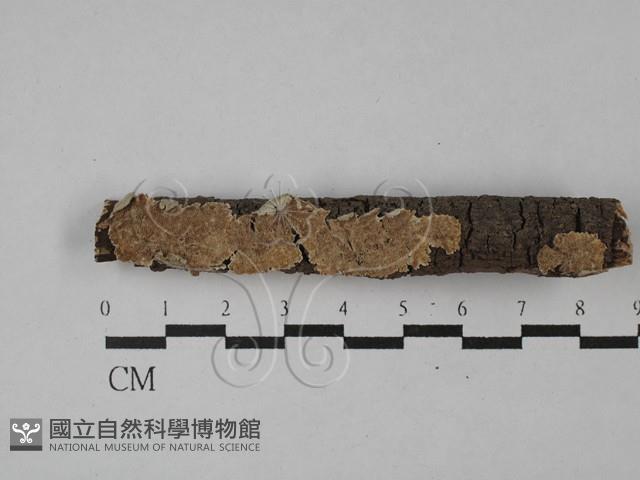 附毛菌屬藏品圖，第1張