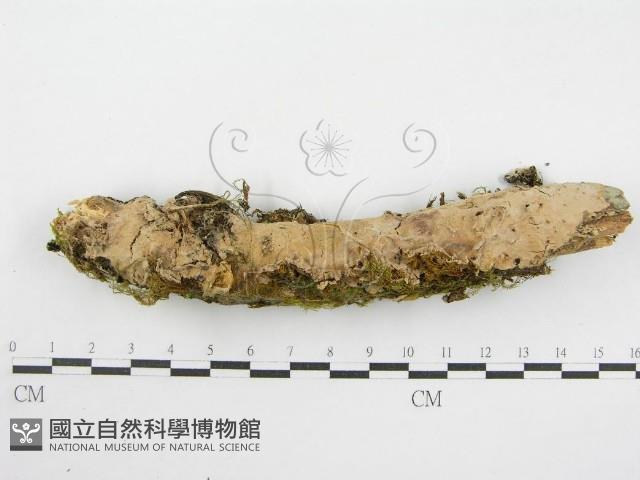 登錄號:F0008856藏品圖，第1張