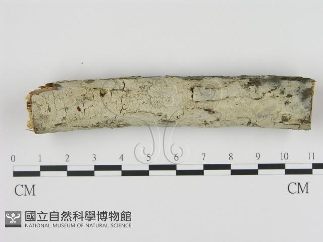 剛毛絲皮菌藏品圖，第1張