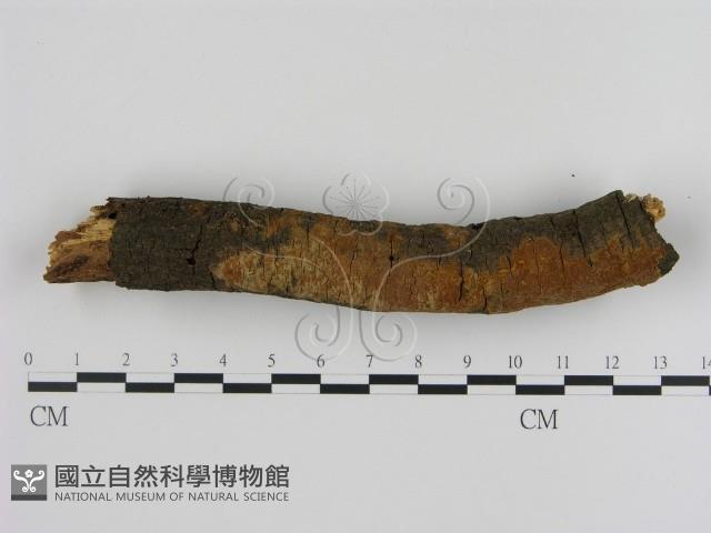 刺革菌屬藏品圖，第1張
