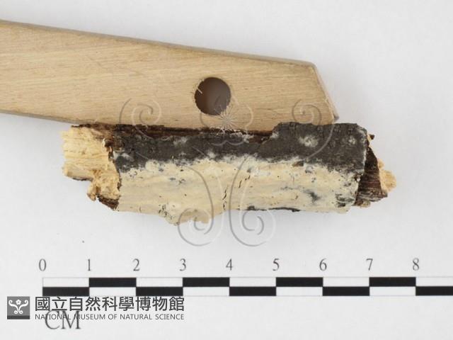 登錄號:F0026856藏品圖，第1張