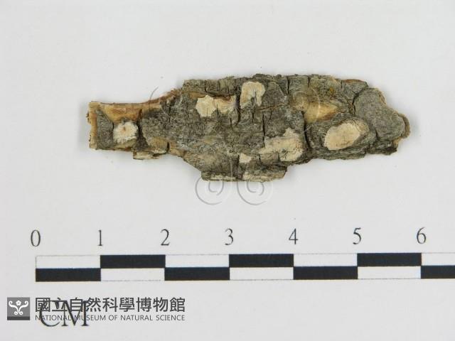 登錄號:F0016856藏品圖，第1張