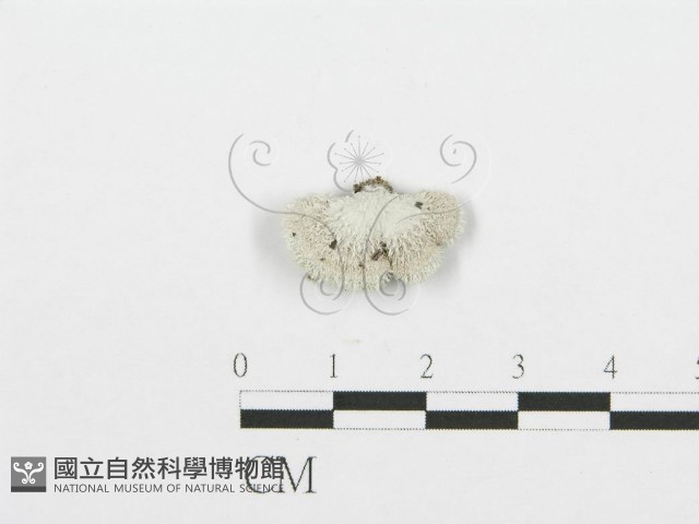 裂褶菌藏品圖，第1張