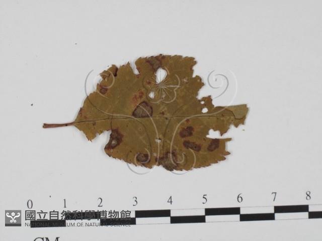 登錄號:F0011856藏品圖，第1張