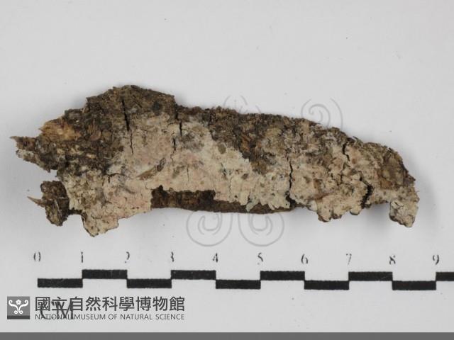 剛毛絲皮菌藏品圖，第1張