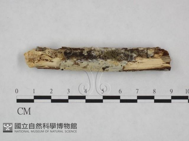 登錄號:F0024856藏品圖，第1張