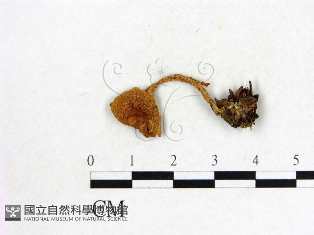 登錄號:F0004856藏品圖，第1張