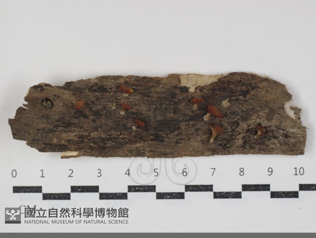 登錄號:F0034856藏品圖，第1張
