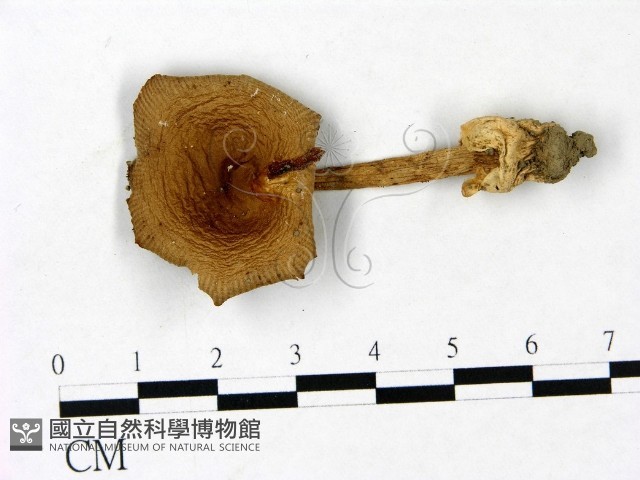 登錄號:F0022856藏品圖，第1張