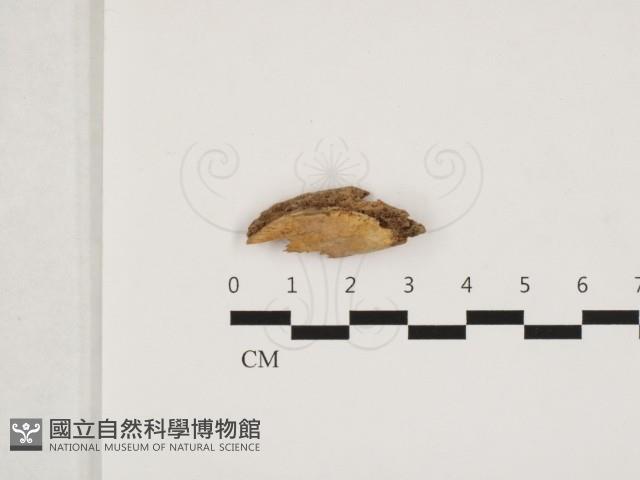 射脈菌屬藏品圖，第1張