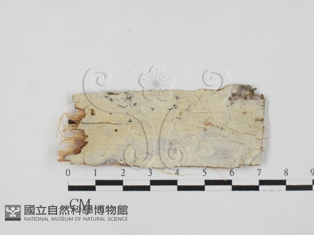 絲齒菌屬藏品圖，第1張