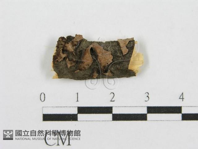 筍殼菌屬藏品圖，第1張