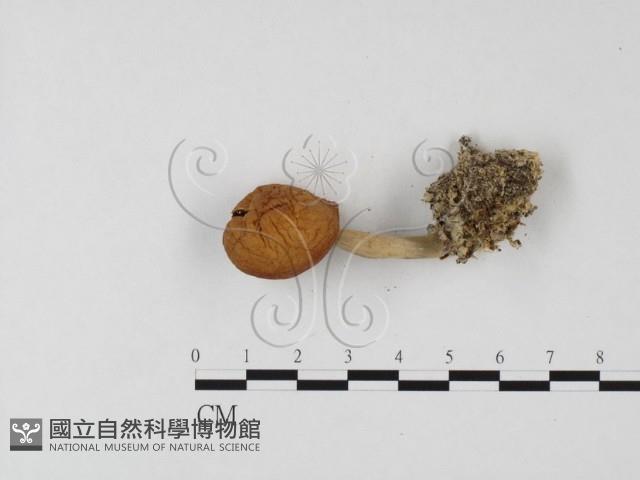 登錄號:F0025856藏品圖，第1張