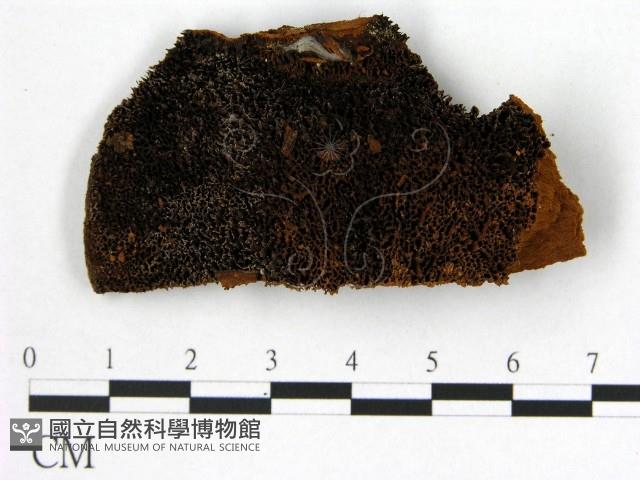 登錄號:F0005856藏品圖，第1張