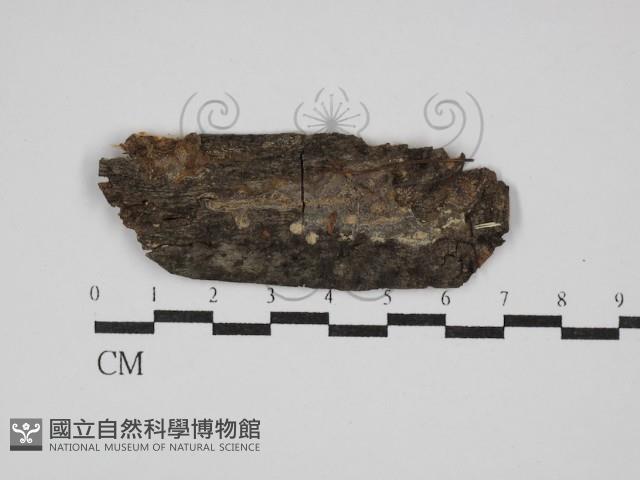 射脈菌屬藏品圖，第1張