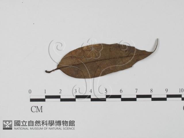 登錄號:F0009856藏品圖，第1張