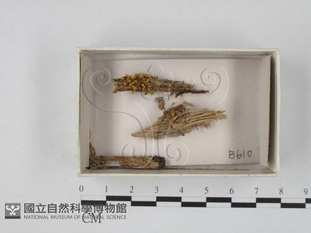 館號:F0019856藏品圖，第1張
