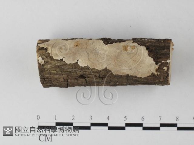 登錄號:F0023856藏品圖，第1張