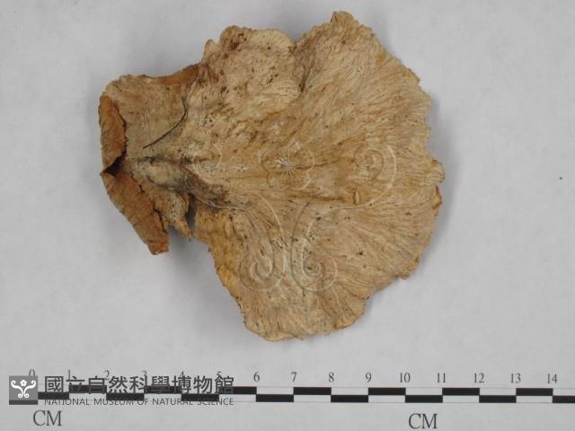 優雅波邊革菌藏品圖，第1張