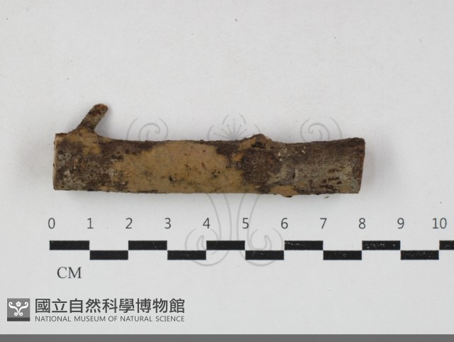 刺革菌屬藏品圖，第1張