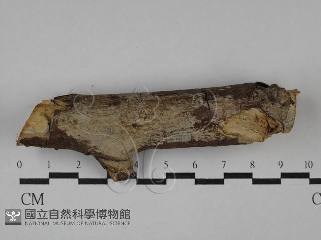 刺皮菌屬藏品圖，第1張