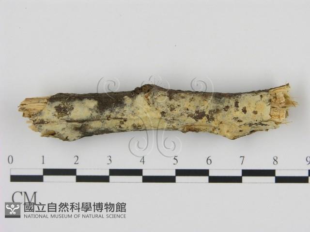 登錄號:F0008956藏品圖，第1張