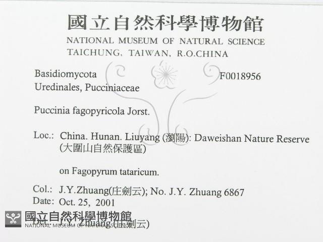 登錄號:F0018956藏品圖，第3張