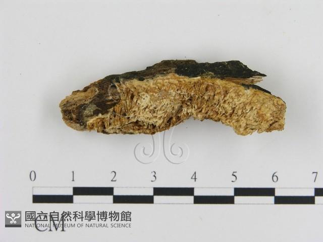 登錄號:F0020956藏品圖，第1張