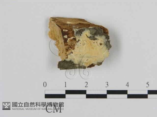 登錄號:F0000956藏品圖，第1張